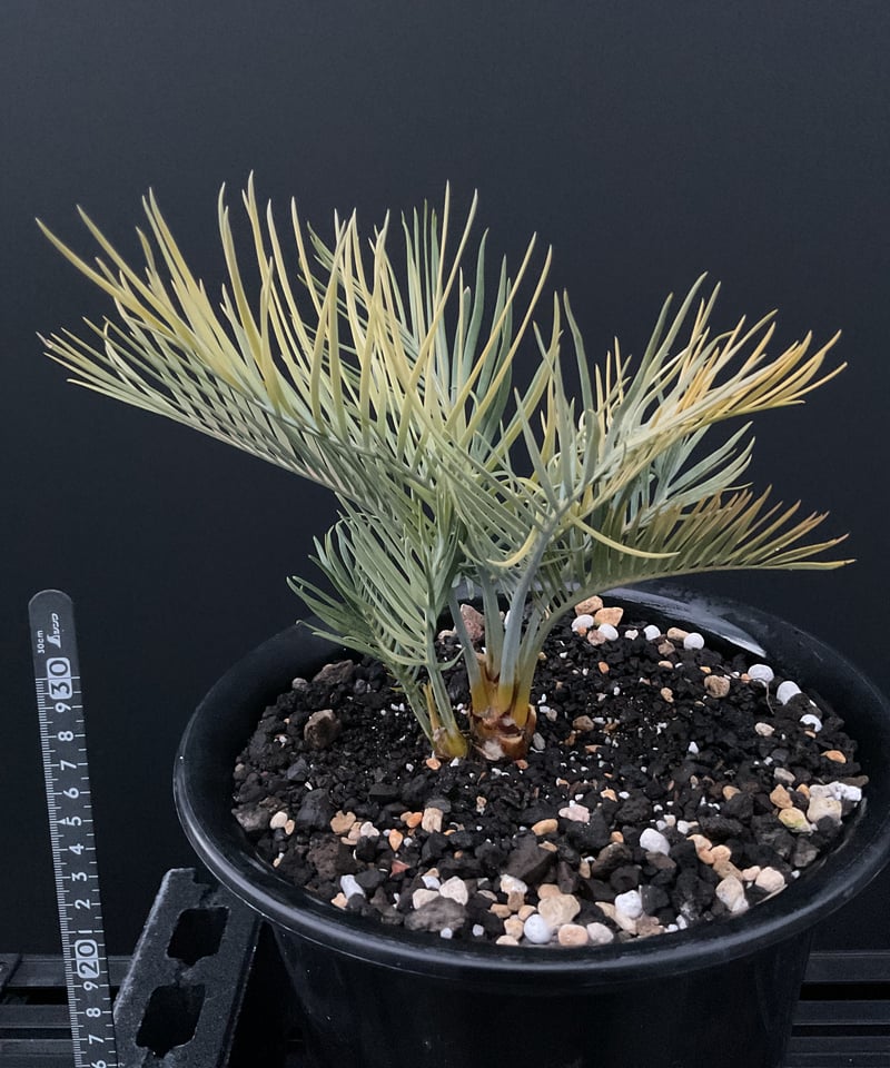 マクロザミア・マクドンネリー（Macrozamia macdonnellii）斑入り vari