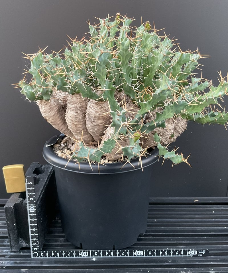 Euphorbia clavigera ユーフォルビア クラビゲラ 発根済 現地球