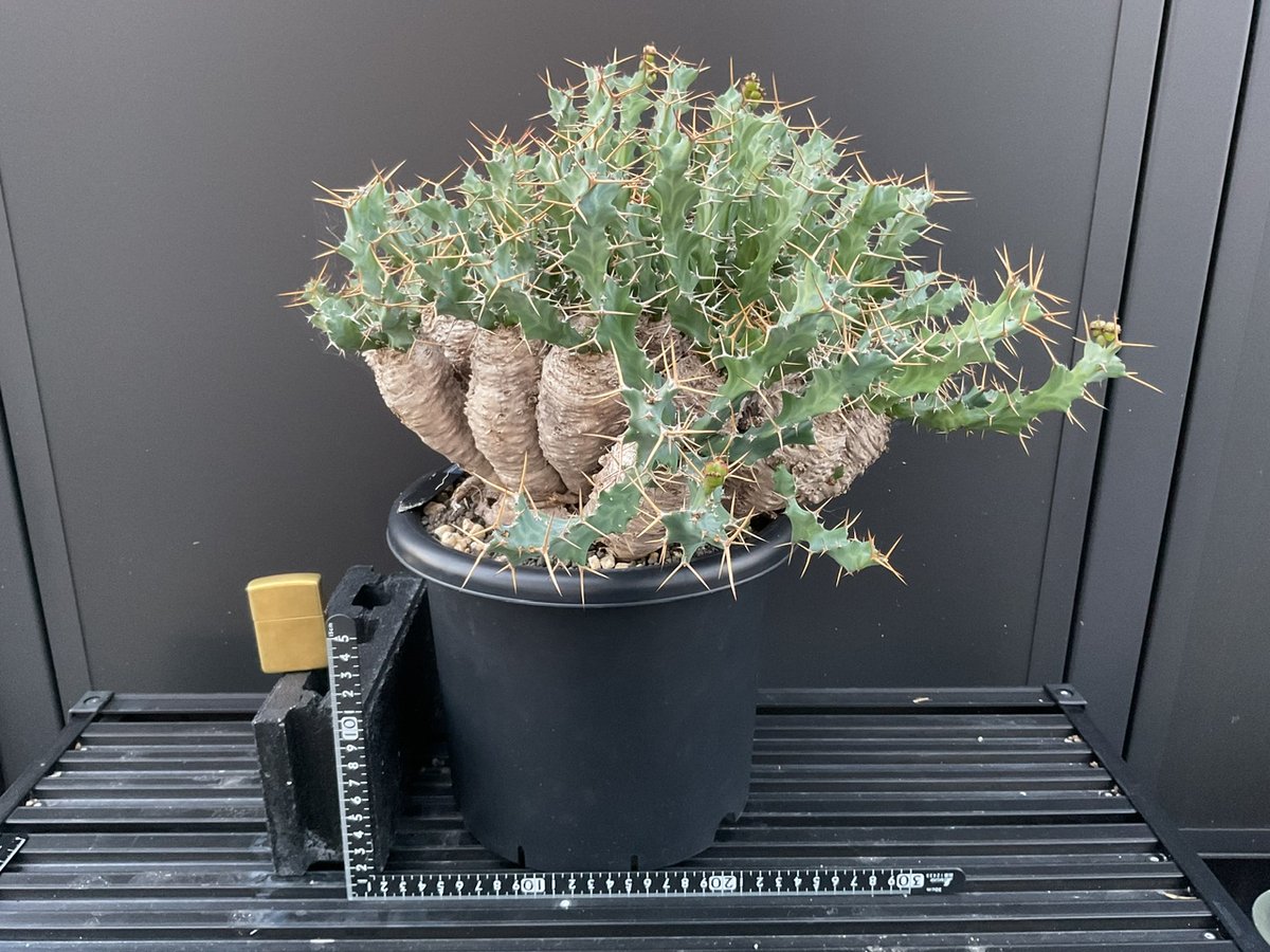 ユーフォルビア　クラビゲラ　現地球　Euphorbia clavigera Ⅱ C-003】Euphorbia clavigera（ユーフォルビア クラビゲラ