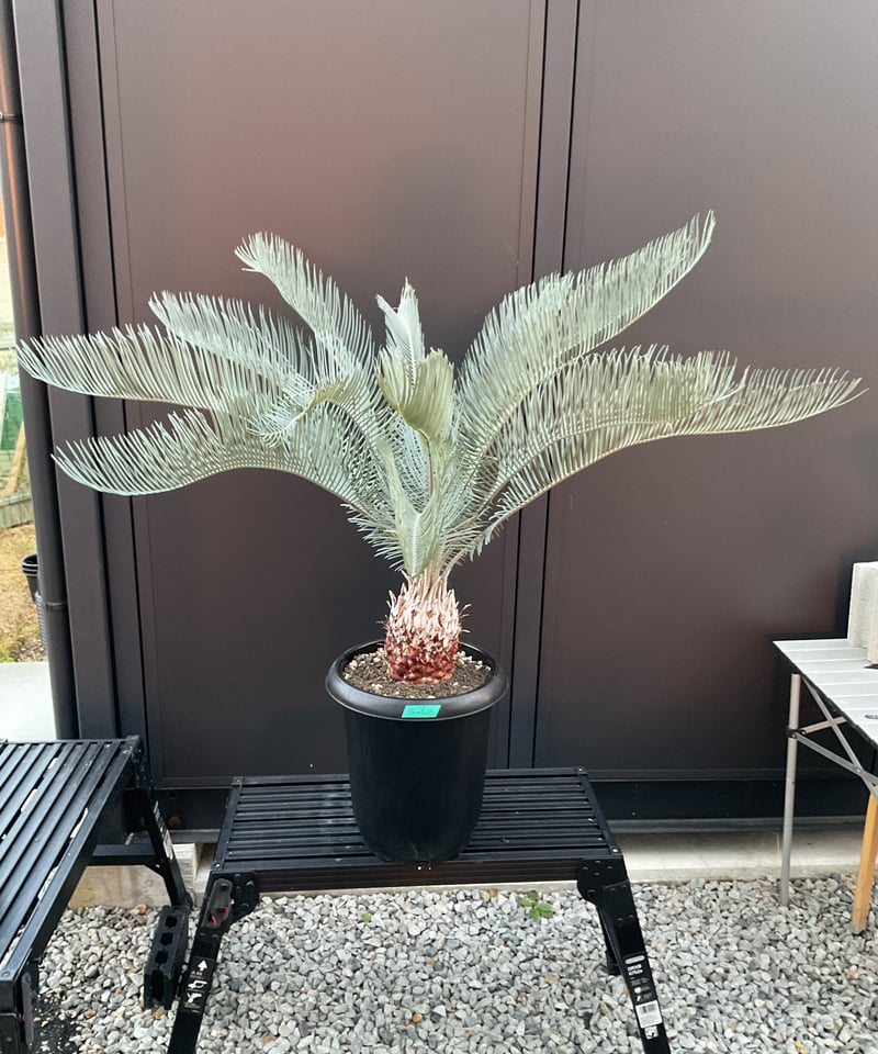 CATEGORY Cycas. Encephalartos蘇轍 | Sun・Shepherd