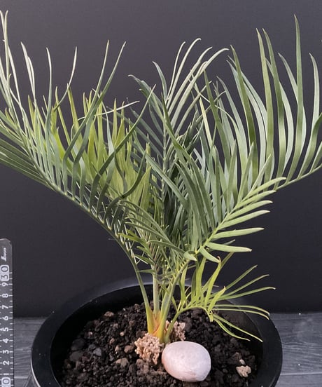 マクロザミア・マクドンネリー（Macrozamia macdonnellii）