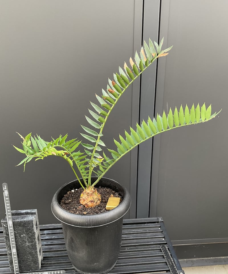 エンセファラルトス・トリスピノーサス ET-02 Encephalartos trispin