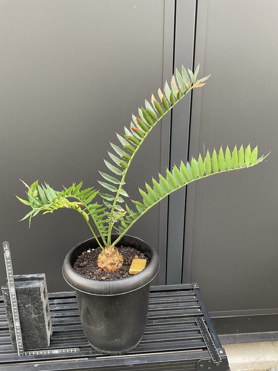 トリスピノーサス　エンセファラルトス エンセファラルトス・トリスピノーサス ET-02 Encephalartos trispin