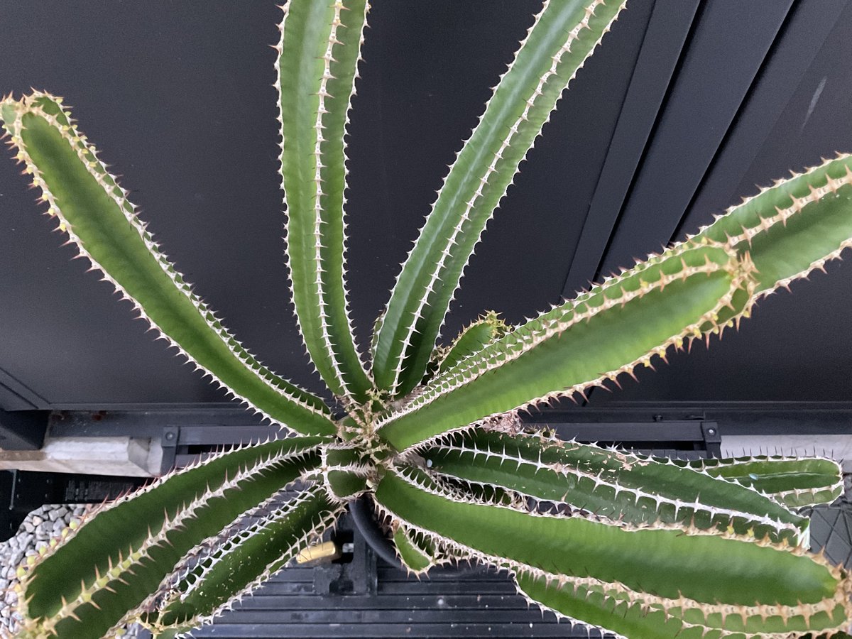 ユーフォルビア ムランジーナ ユーフォルビア ムランジーナ 2.5号(1鉢) | チャーム