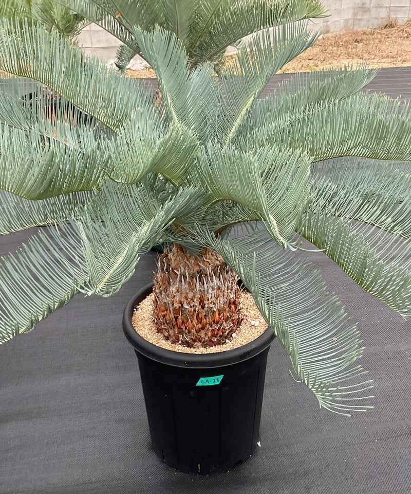 CATEGORY Cycas. Encephalartos蘇轍 | Sun・Shepherd