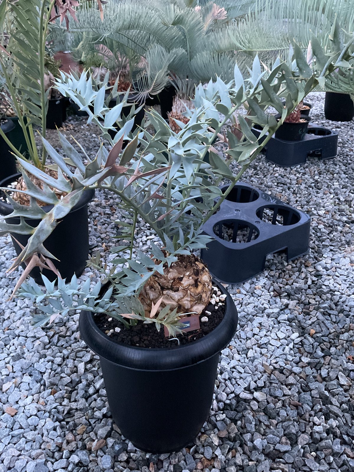 エンセファラルトス　ホリダス　Encephalartos horridus エンセファラルトス・ホリダス 03 Encephalartos horridus | Sun