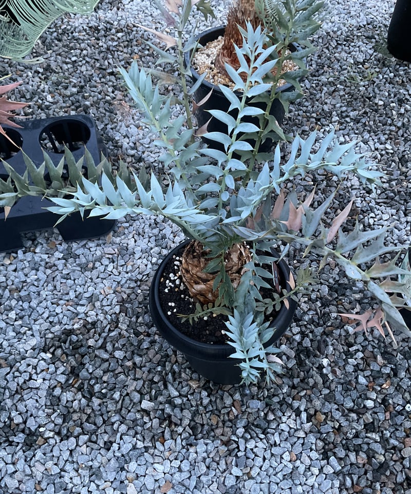 【南アフリカ産】エンセファラルトス・ホリダス（No3-20） エンセファラルトス ホリダス encephalartos 南アフリカ産