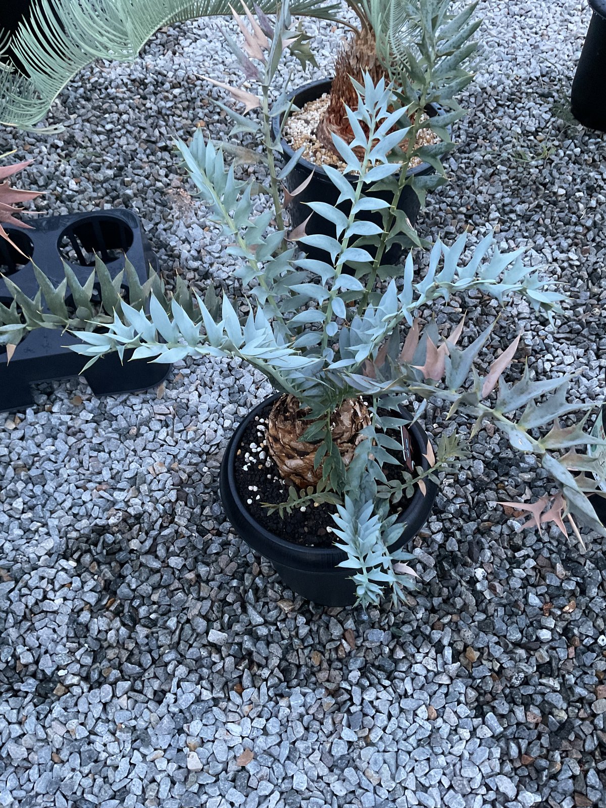 エンセファラルトスホリダス エンセファラルトス・ホリダス｜Encephalartos horridus – ROUTE