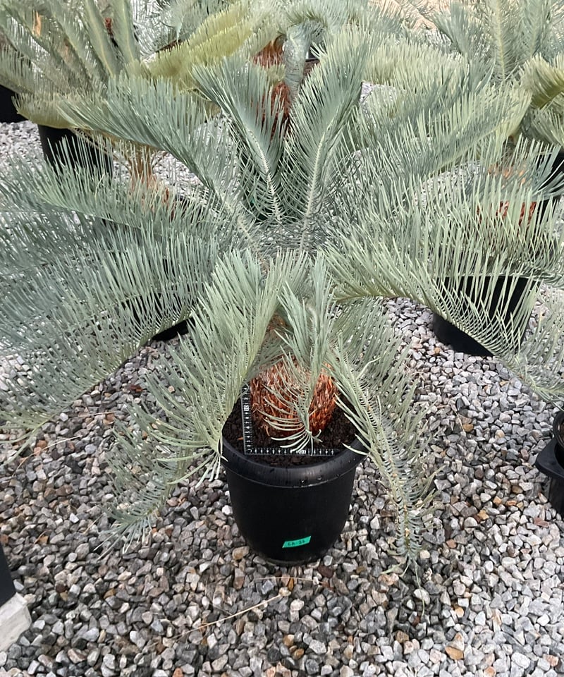 サイカス カイルンシアナブルー 8号 大型大株 品種レアな Cycas