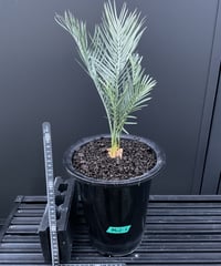 Cycas.cairnsiana サイカス・カイルンシアナ | Sun・Shepherd
