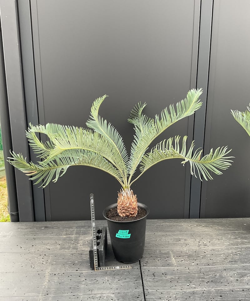 CATEGORY Cycas. Encephalartos蘇轍 | Sun・Shepherd