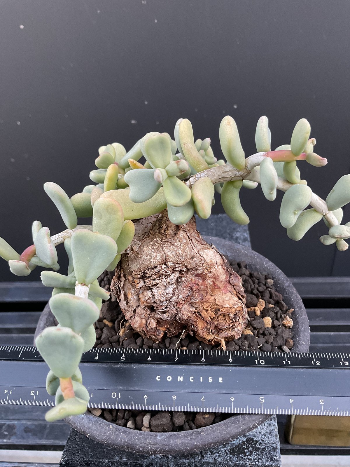 ケラリア・ピグマエア 03 | Sun・Shepherd