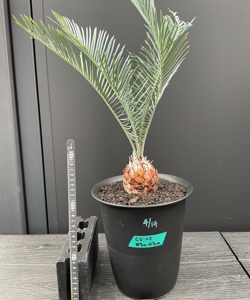 CATEGORY Cycas. Encephalartos蘇轍 | Sun・Shepherd