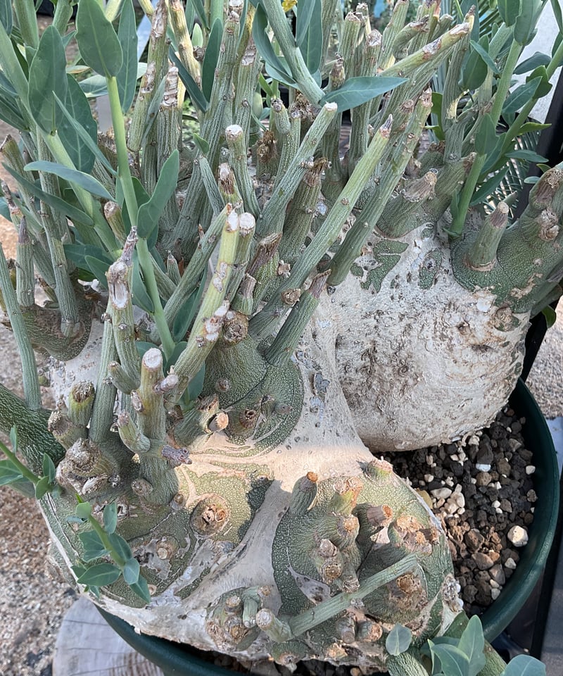 アデニア　ペチュエリー RAFLUMコレクション】アデニア ペチュエリー【現地球/発根済