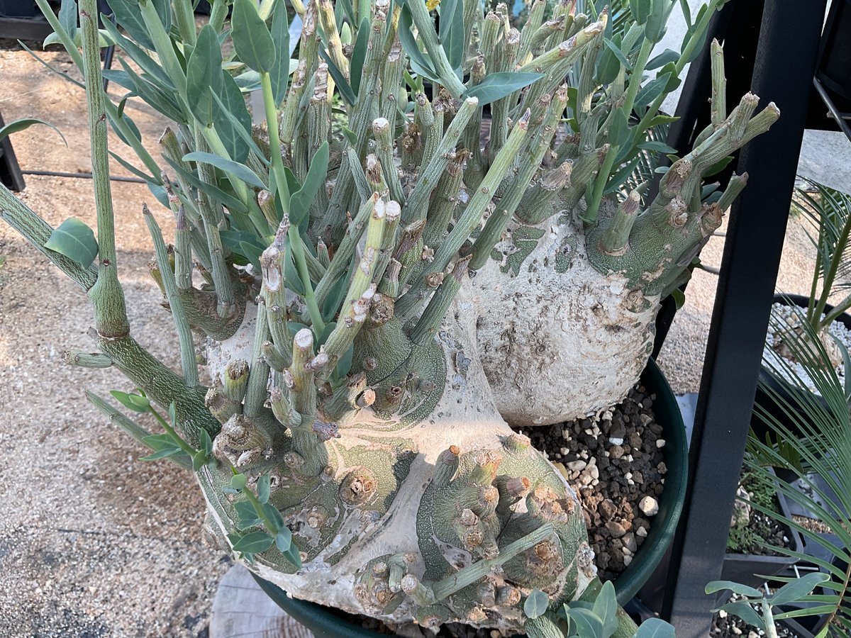 アデニア・ぺチェリー | Sun・Shepherd