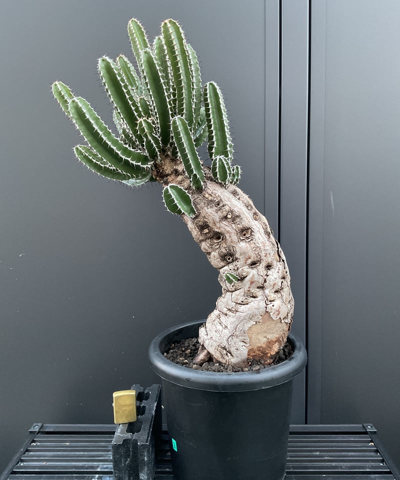 ユーフォルビア・ムランジーナ 03 | Sun・Shepherd