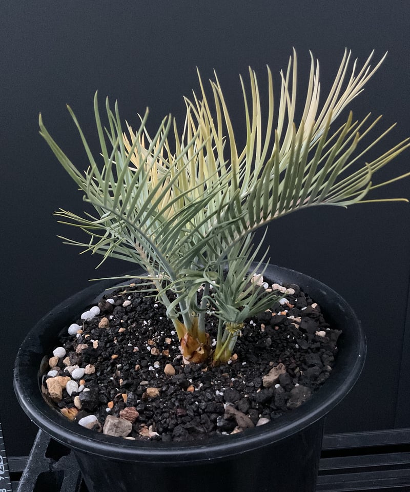 マクロザミア・マクドンネリー（Macrozamia macdonnellii）斑入り vari