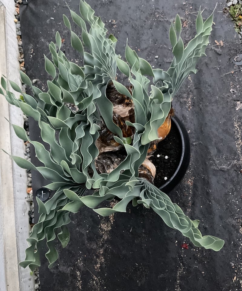 ブーファン・ハエマンソイデス 多頭 | Sun・Shepherd