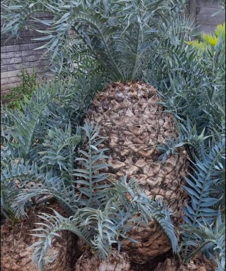 エンセファラルトス・ホリダス　18 Encephalartos horridus  実生