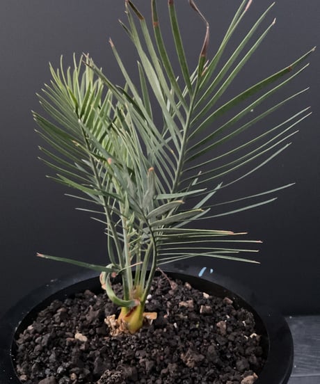 マクロザミア・マクドンネリー（Macrozamia macdonnellii）