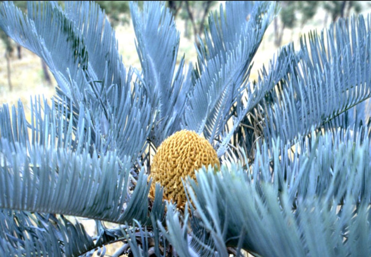 Cycas・Cupida サイカス・クピダ Ⅱ | Sun・Shepherd