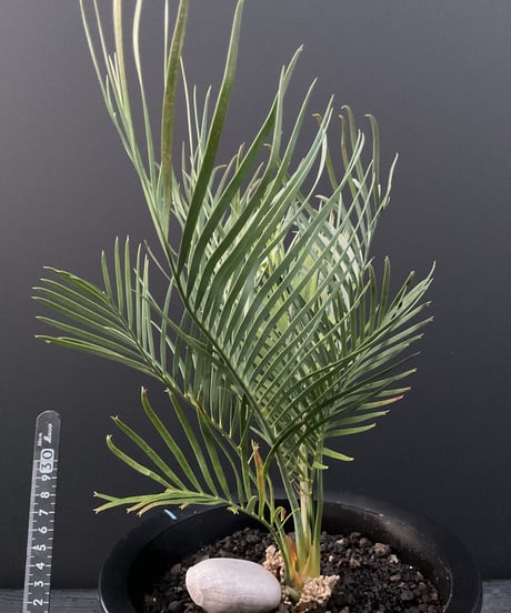 マクロザミア・マクドンネリー（Macrozamia macdonnellii）
