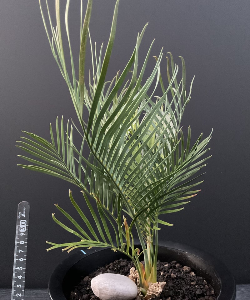 希少マクロザミア　マクドンネリー　実生6年生超え マクロザミア・マクドンネリー（Macrozamia macdonnellii） | Sun・S