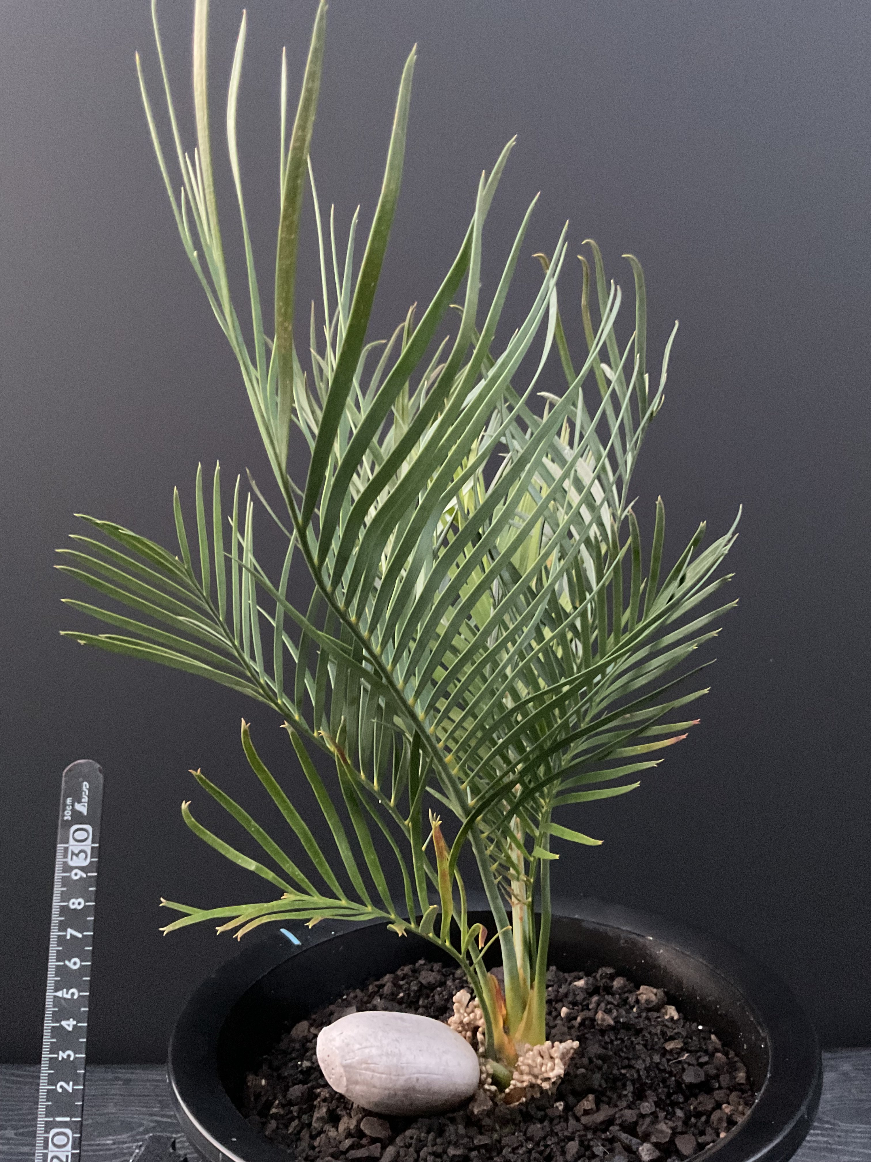 ソテツ マクドンネリー マクロザミア・マクドンネリー（Macrozamia macdonnellii） | Sun・S