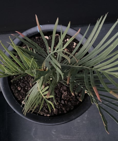 マクロザミア・マクドンネリー（Macrozamia macdonnellii）