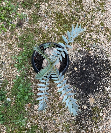 エンセファラルトス・ホリダス　15  Encephalartos horridus