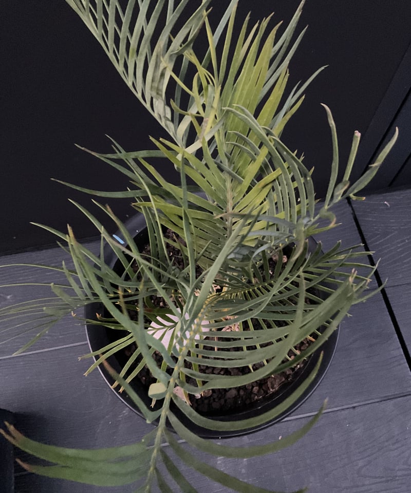 マクロザミア・マクドンネリー（Macrozamia macdonnellii） | Sun・S