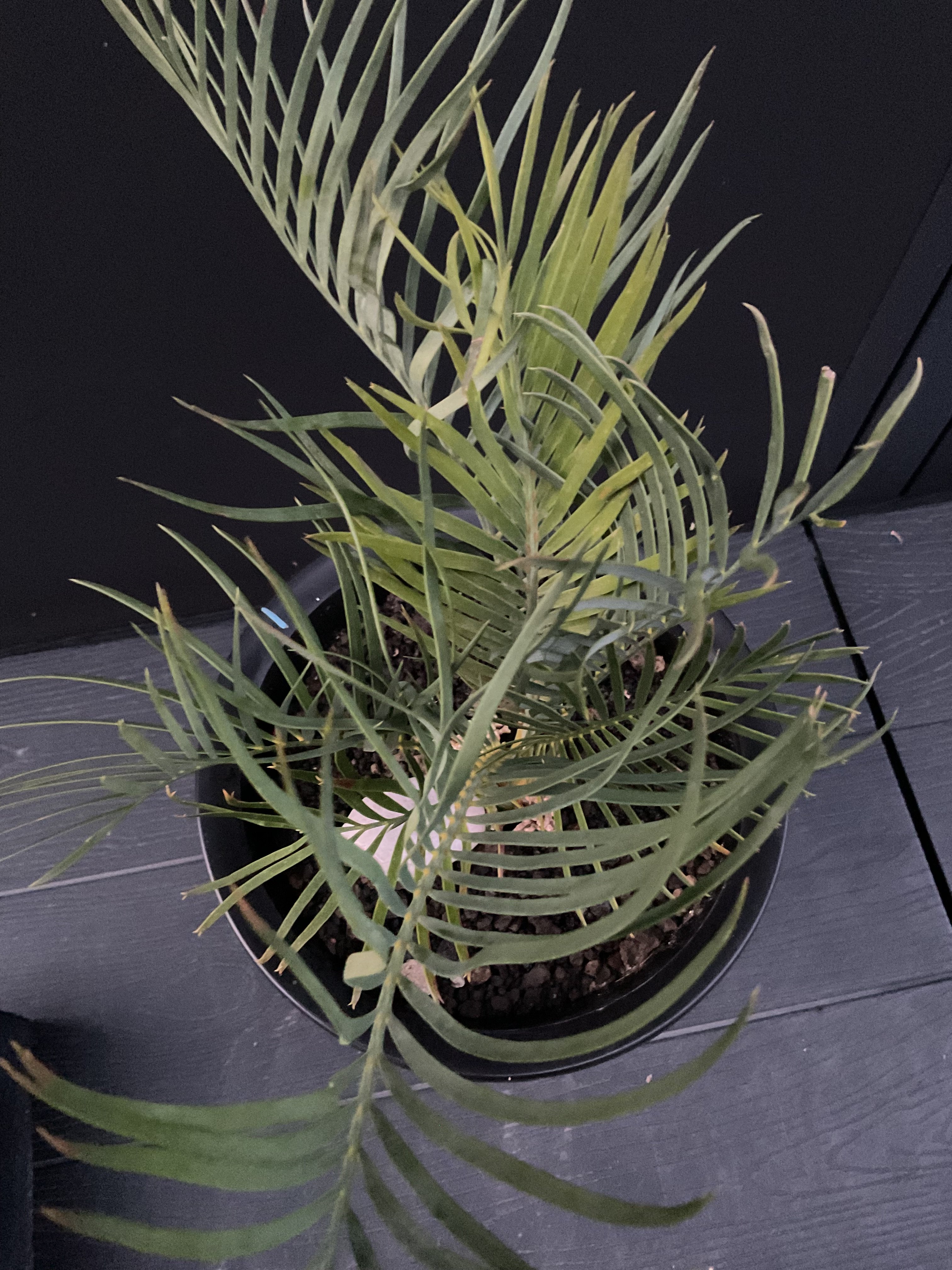マクロザミア・マクドンネリー（Macrozamia macdonnellii） | Sun・S