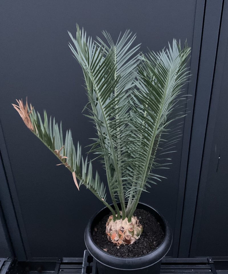 エンセファラルトス セリヌス Encephalartos Cerinus 03 | Sun・S