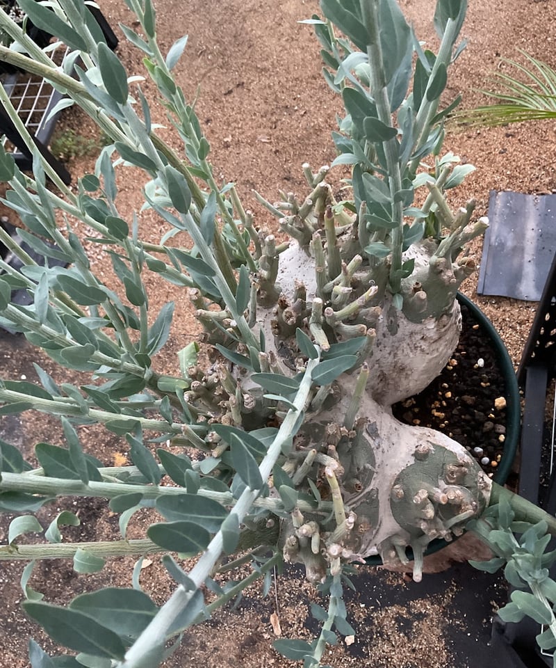 アデニア　ペチュエリー アデニア ペチュエリー | STELLA.PLANTS