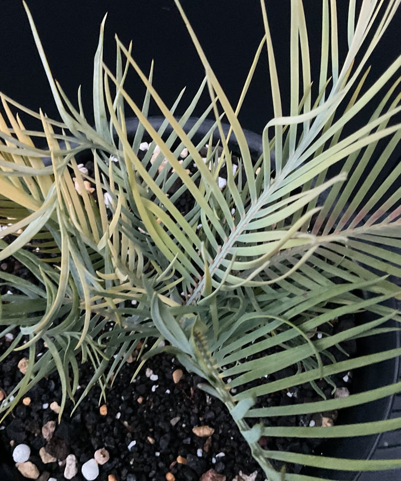マクロザミア・マクドンネリー（Macrozamia macdonnellii）斑入り vari