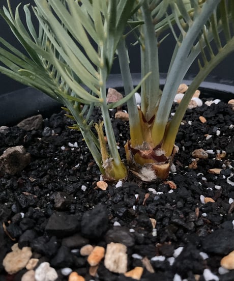 マクロザミア・マクドンネリー（Macrozamia macdonnellii）斑入り　variegated