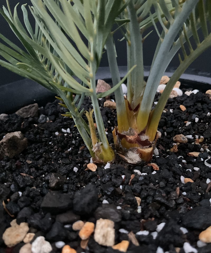 マクロザミア・マクドンネリー（Macrozamia macdonnellii）斑入り vari