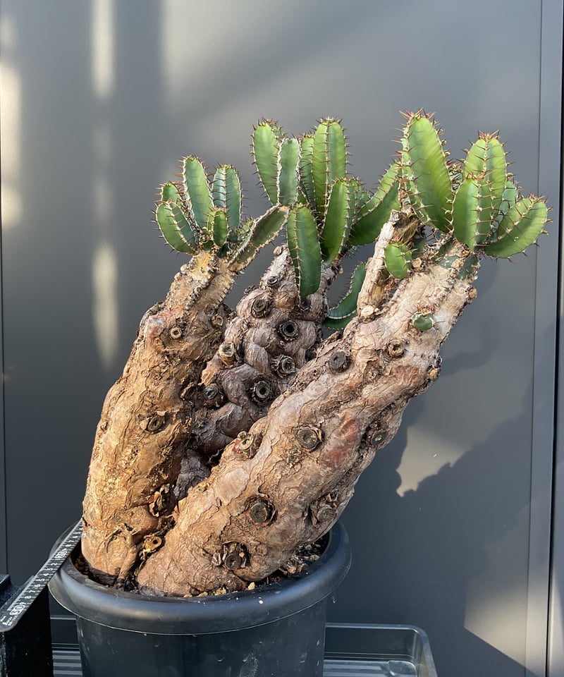 ユーフォルビア・ムランジーナ | Sun・Shepherd