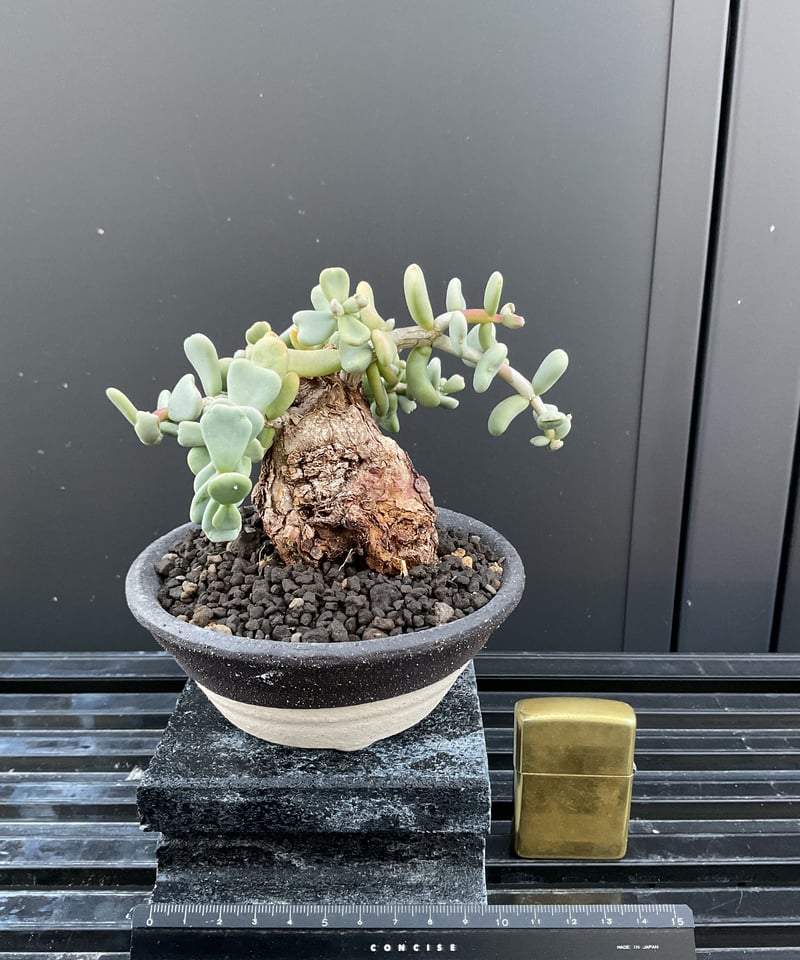 ケラリア・ピグマエア 03 | Sun・Shepherd