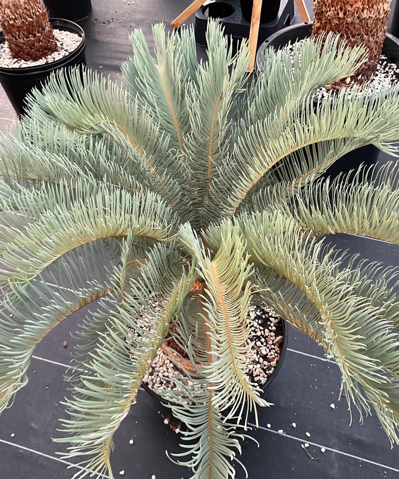 CATEGORY Cycas. Encephalartos蘇轍 | Sun・Shepherd