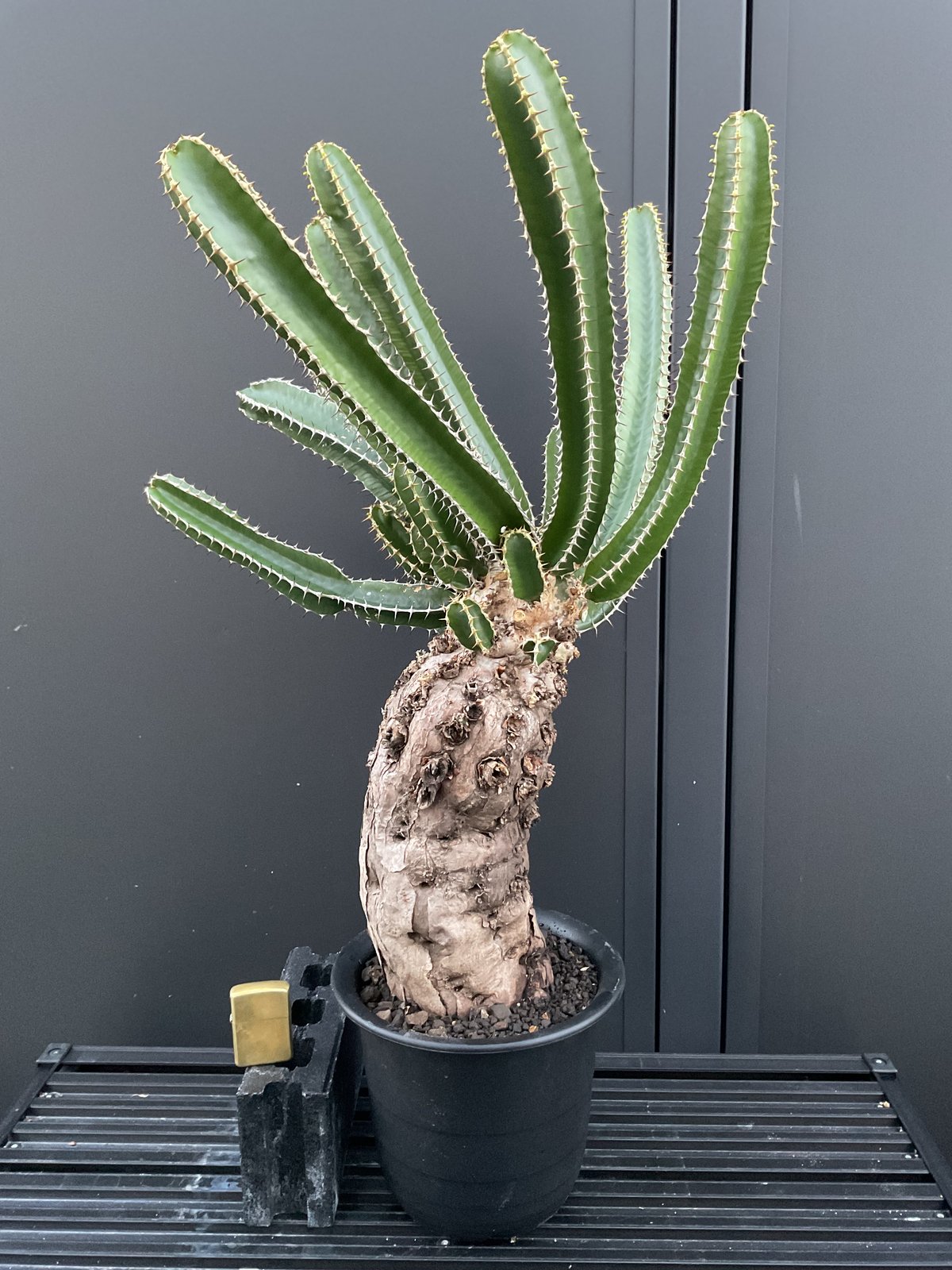 ユーフォルビア・ムランジーナ 05 | Sun・Shepherd