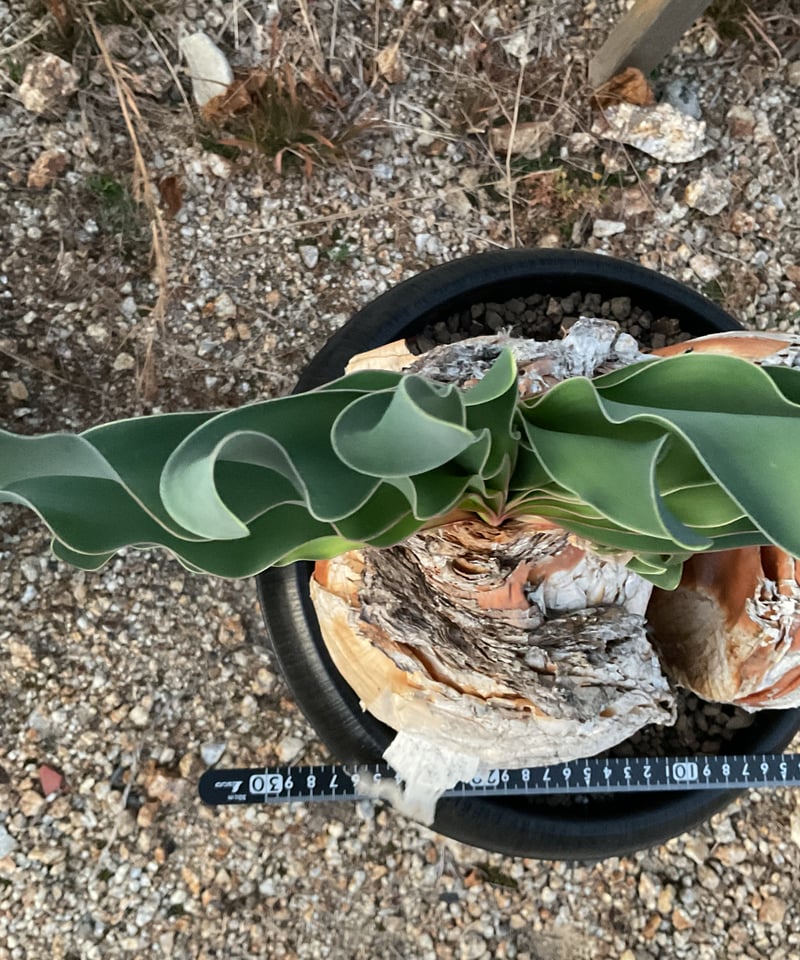 ブーファン ハエマンソイデス ケープバルブ 現地球 ブーファン ハエマンソイデス 現地球 発根済 - メルカリ