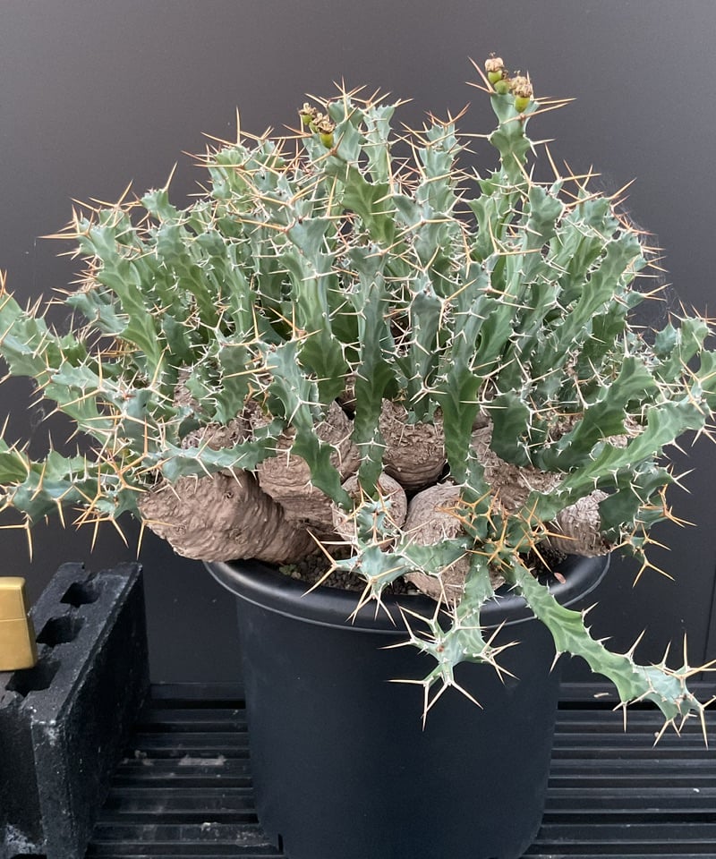ユーフォルビア　クラビゲラ　現地球　Euphorbia clavigera Ⅱ ユーフォルビア クラビゲラ 