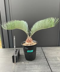 Cycas.cairnsiana サイカス・カイルンシアナ | Sun・Shepherd