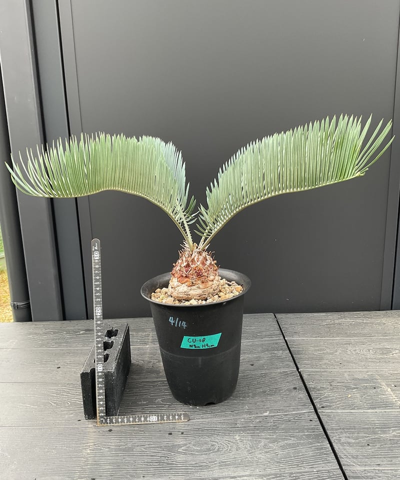 CATEGORY Cycas. Encephalartos蘇轍 | Sun・Shepherd