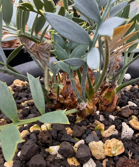 エンセファラルトス・ホリダス　18 Encephalartos horridus  実生