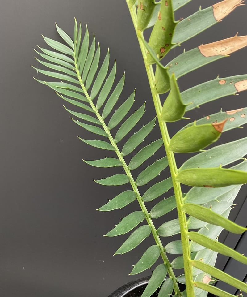 エンセファラルトス・トリスピノーサス ET-02 Encephalartos trispin