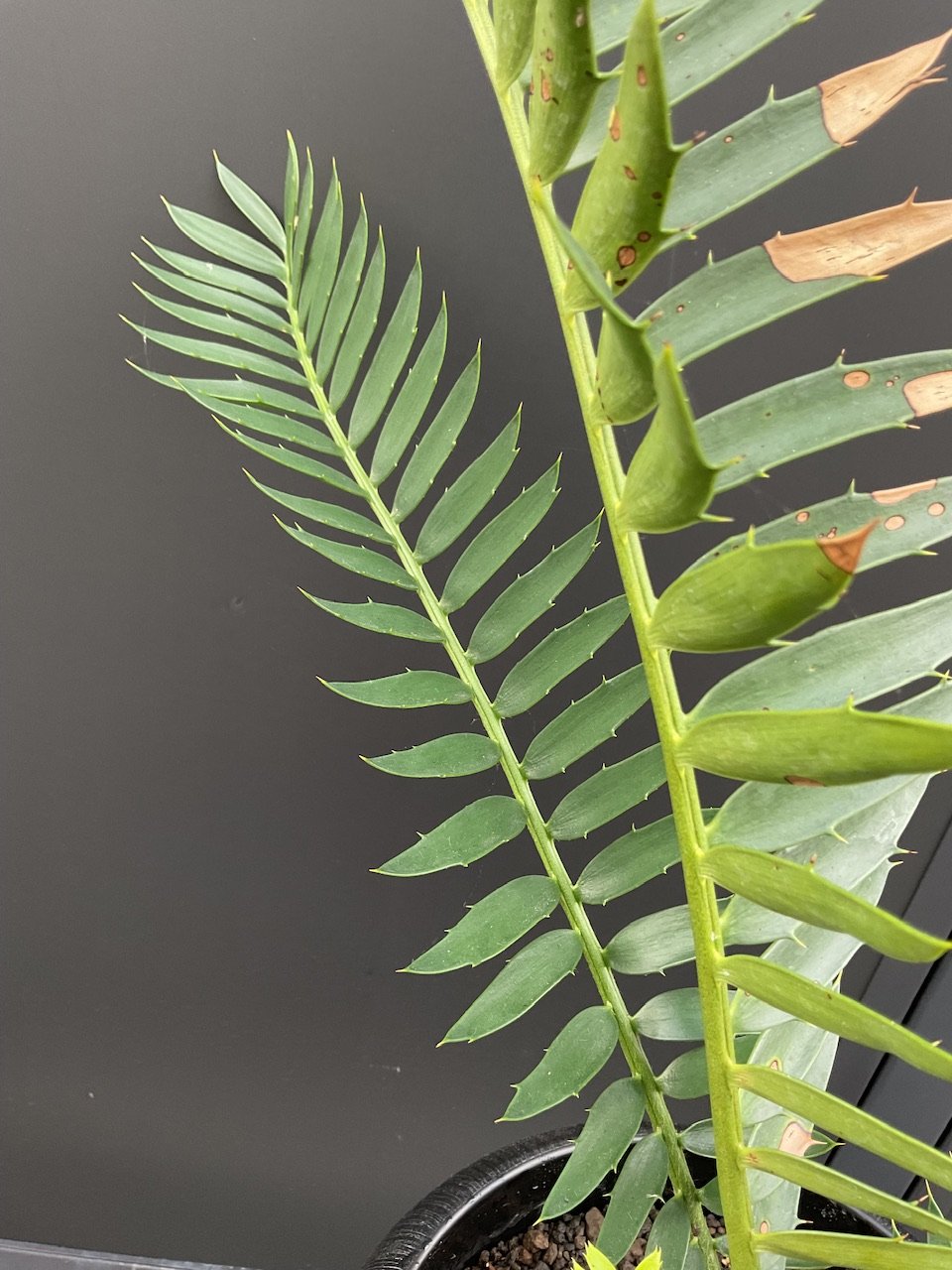 エンセファラルトス・トリスピノーサス ET-02 Encephalartos trispin