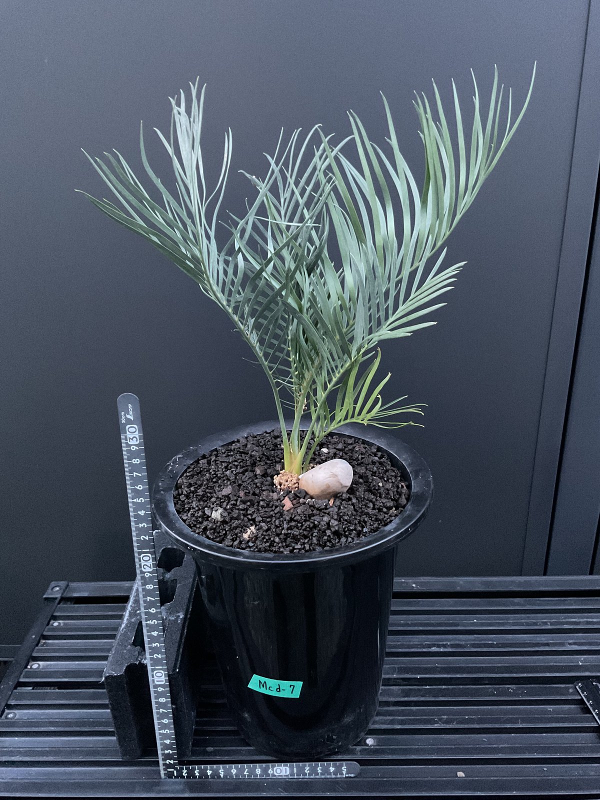 マクロザミア・マクドンネリー（Macrozamia macdonnellii） | Sun・S
