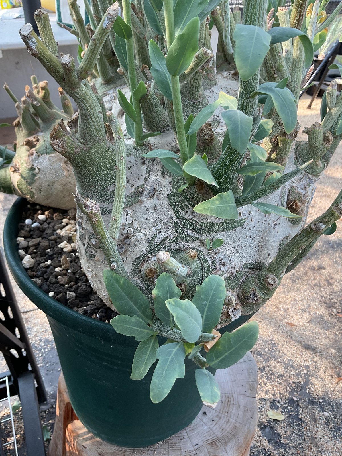 アデニア・ぺチェリー | Sun・Shepherd